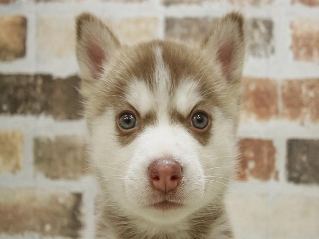 滋賀県のシベリアンハスキー (ペッツワン甲賀店/2023年9月10日生まれ/女の子/レッドホワイト)の子犬