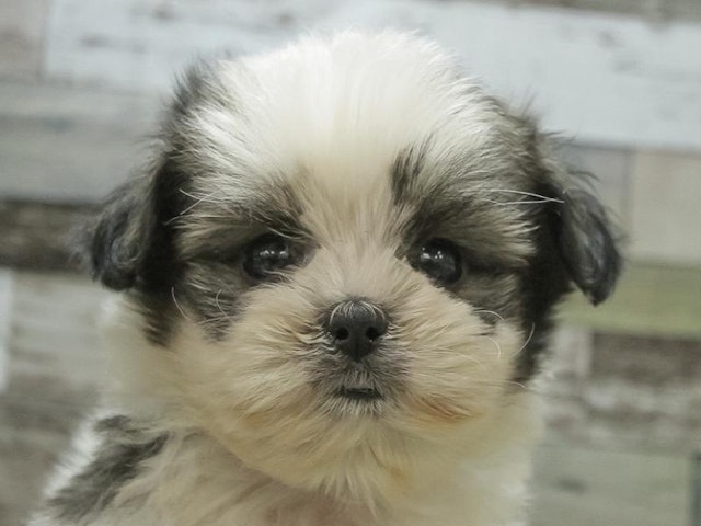 愛知県のハーフ犬 (ペッツワン小牧店/2023年9月24日生まれ/男の子/ゴールドホワイト)の子犬