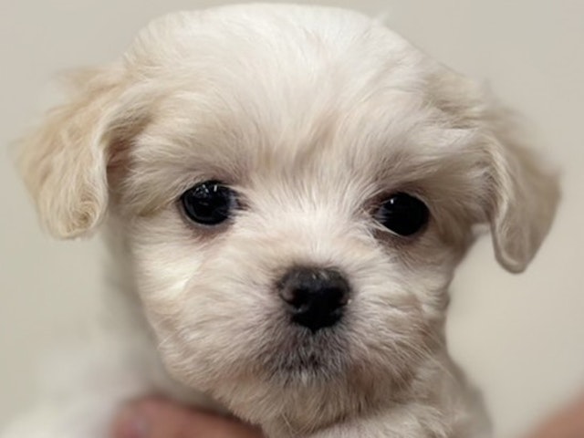 千葉県のハーフ犬 (ペッツワン佐倉店/2023年9月24日生まれ/女の子/ホワイト(白))の子犬