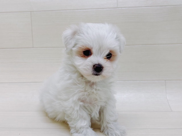 茨城県のハーフ犬 (ペッツワン龍ヶ崎店/2023年9月11日生まれ/女の子/ホワイト(白))の子犬