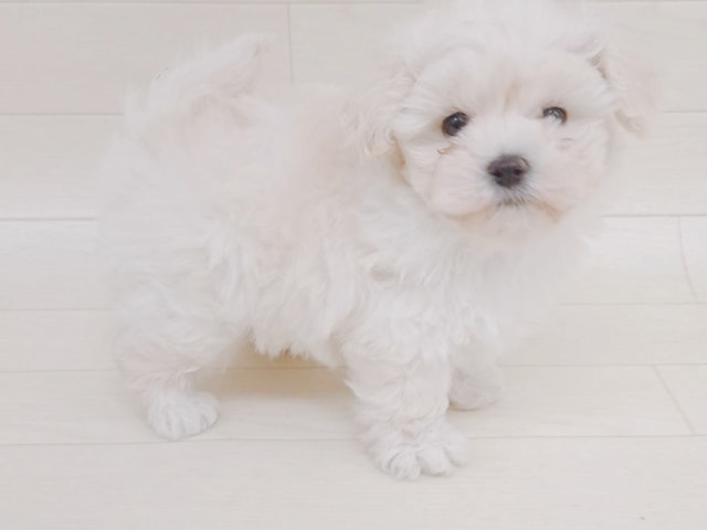 茨城県のハーフ犬 (ペッツワン龍ヶ崎店/2023年9月12日生まれ/男の子/ホワイト(白))の子犬