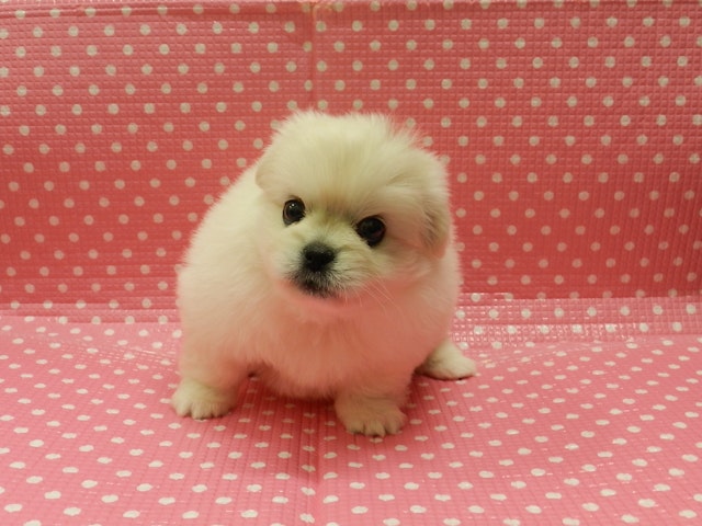 静岡県のハーフ犬 (ペッツワン御殿場店/2023年9月24日生まれ/女の子/ホワイト(白))の子犬