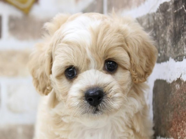 三重県のハーフ犬 (ペッツワン明和店/2023年9月18日生まれ/男の子/クリームホワイト)の子犬