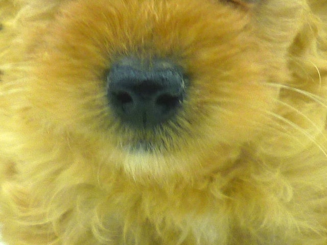 静岡県のハーフ犬 (ペッツワン清水店/2023年9月9日生まれ/女の子/アプリコット)の子犬