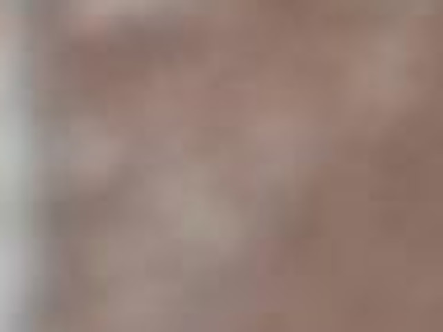 沖縄県のパピヨン (ペッツワンFCサンプラザ糸満店/2023年8月15日生まれ/男の子/ホワイトブラウン(白茶))の子犬