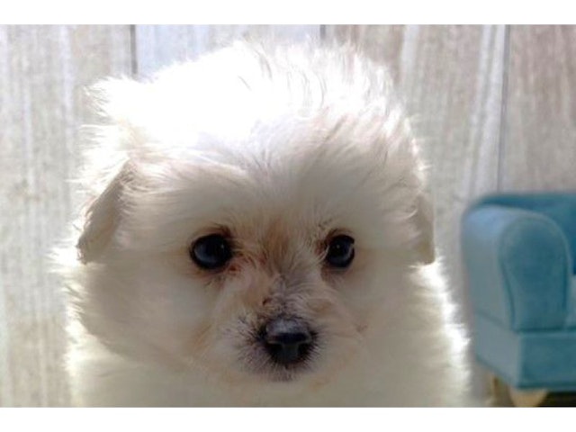 滋賀県のハーフ犬 (ペッツワン甲賀店/2023年9月17日生まれ/女の子/クリーム)の子犬