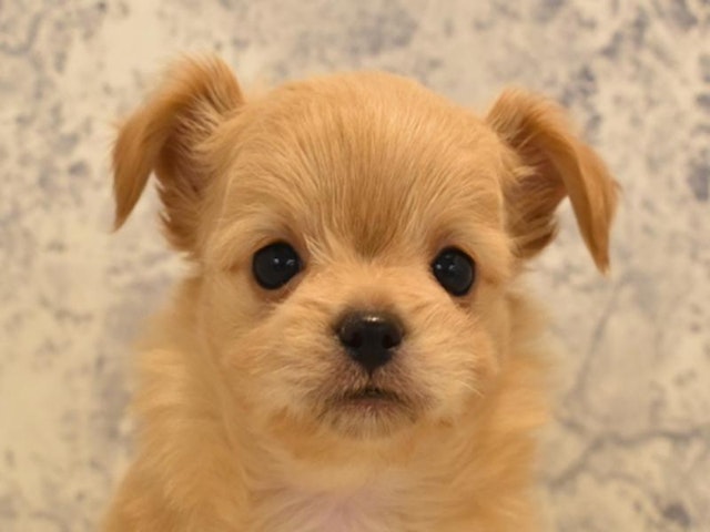 沖縄県のハーフ犬 (ペッツワンFCあがり浜店/2023年8月21日生まれ/男の子/レッド(赤))の子犬