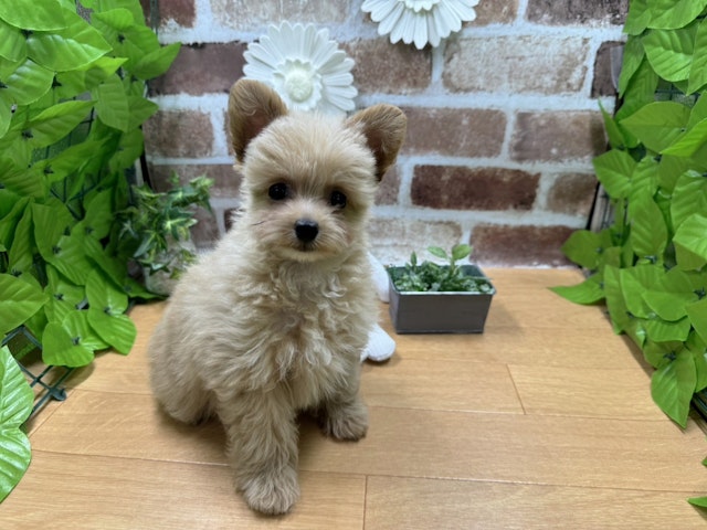福島県のハーフ犬 (ペッツワン白河モール店/2023年9月5日生まれ/男の子/アプリコット)の子犬