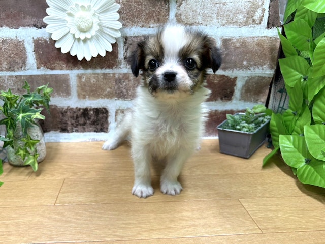福島県のパピヨン (ペッツワン白河モール店/2023年9月17日生まれ/女の子/ホワイトレッド(白赤))の子犬