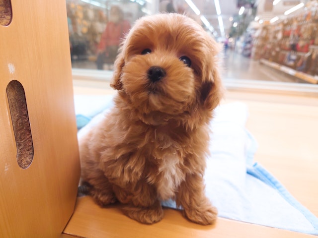 愛知県のハーフ犬 (ペッツワン名古屋みなと店/2023年9月24日生まれ/男の子/オレンジ)の子犬
