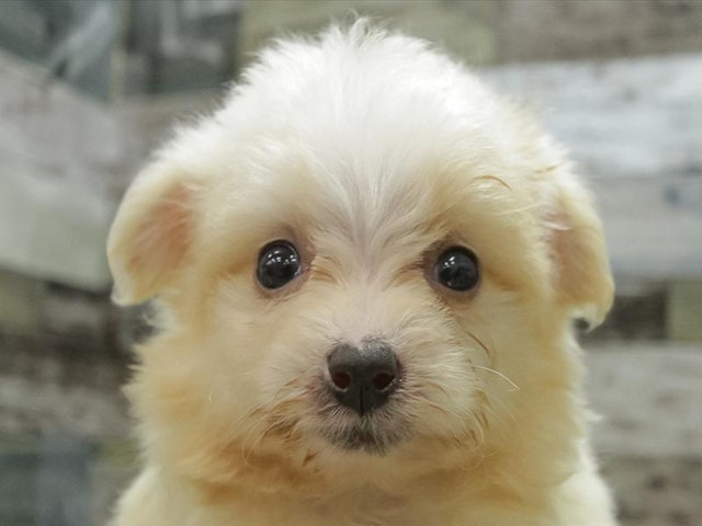 愛知県のハーフ犬 (ペッツワン小牧店/2023年9月30日生まれ/男の子/その他色)の子犬