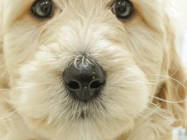 愛知県のハーフ犬 (ペッツワン小牧店/2023年9月30日生まれ/男の子/ゴールデン)の子犬