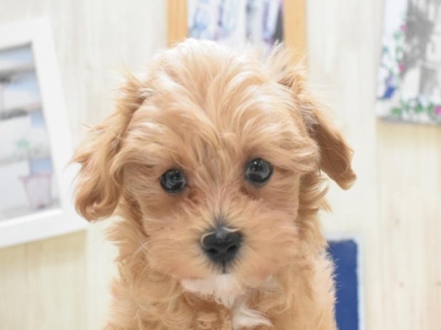 三重県のハーフ犬 (ペッツワン明和店/2023年9月27日生まれ/女の子/アプリコット)の子犬
