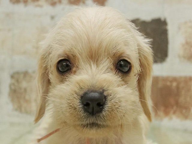 三重県のハーフ犬 (ペッツワン明和店/2023年9月24日生まれ/女の子/ホワイト(白))の子犬