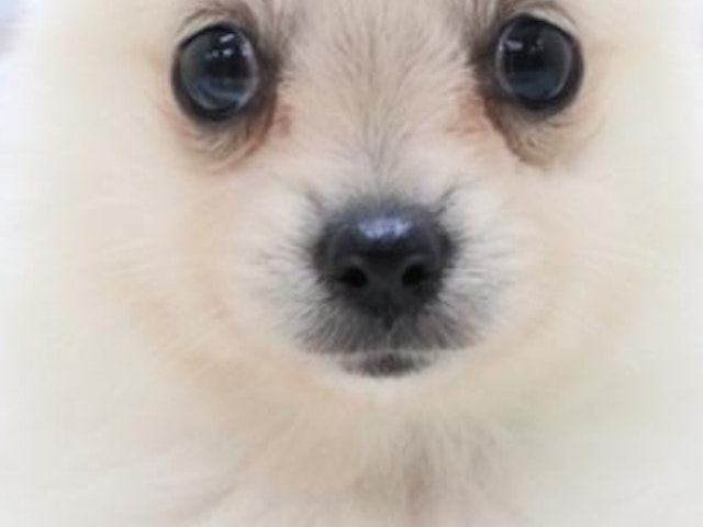 三重県のハーフ犬 (ペッツワン明和店/2023年7月26日生まれ/女の子/クリーム)の子犬