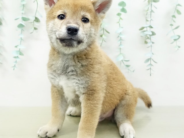 茨城県の柴犬 (ペッツワン阿見店/2023年8月20日生まれ/男の子/レッド(赤))の子犬