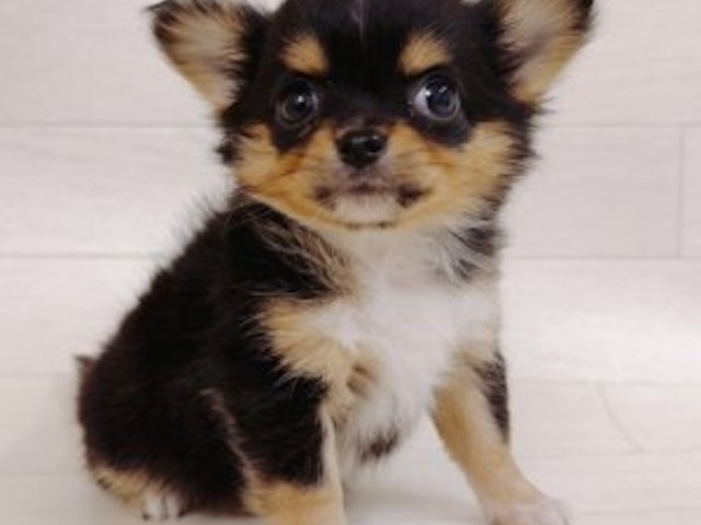 千葉県のハーフ犬 (ペッツワン館山店/2023年9月26日生まれ/女の子/ブラックタンホワイト)の子犬