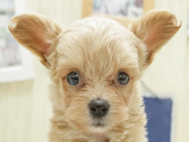 千葉県のハーフ犬 (ペッツワン稲沢ハーモニーランド店/2023年9月30日生まれ/男の子/クリーム)の子犬