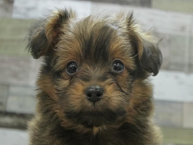 千葉県のハーフ犬 (ペッツワン稲沢ハーモニーランド店/2023年10月1日生まれ/男の子/レッド(赤))の子犬