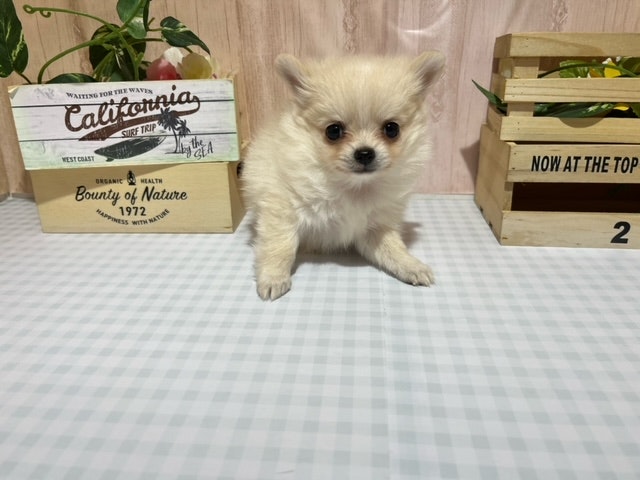静岡県のハーフ犬 (ペッツワン浜松市野店/2023年9月30日生まれ/男の子/クリームホワイト)の子犬
