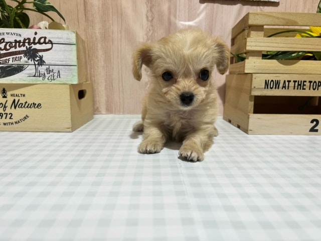 静岡県のハーフ犬 (ペッツワン浜松市野店/2023年10月1日生まれ/女の子/アプリコット)の子犬