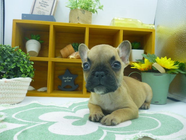 静岡県のフレンチブルドッグ (ペッツワン清水店/2023年9月28日生まれ/男の子/フォーン)の子犬