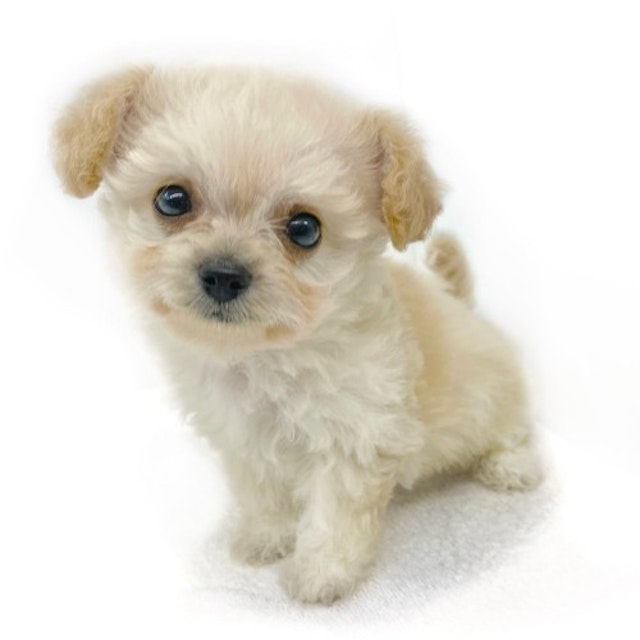 神奈川県のハーフ犬 (ペッツワン城山店/2023年10月19日生まれ/女の子/クリーム)の子犬