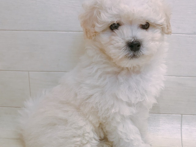 千葉県のハーフ犬 (ペッツワン館山店/2023年10月2日生まれ/男の子/ホワイト(白))の子犬