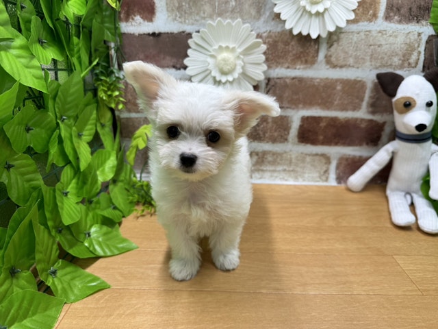福島県のハーフ犬 (ペッツワン白河モール店/2023年12月18日生まれ/男の子/ホワイトクリーム)の子犬