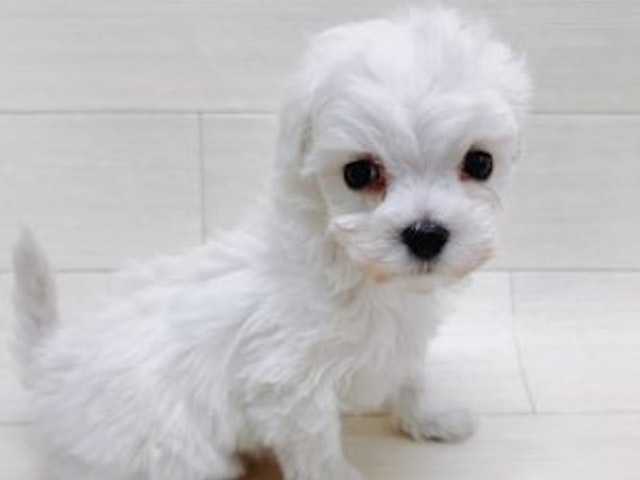 千葉県のハーフ犬 (ペッツワン館山店/2023年12月3日生まれ/男の子/アプリコット)の子犬