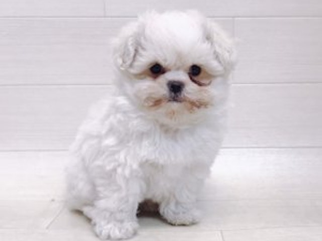 千葉県のハーフ犬 (ペッツワン館山店/2023年11月27日生まれ/男の子/クリーム)の子犬