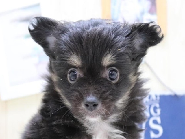 千葉県のハーフ犬 (ペッツワン稲沢ハーモニーランド店/2023年11月13日生まれ/女の子/ブラックタン)の子犬