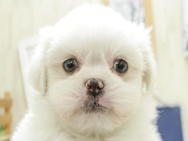 千葉県のハーフ犬 (ペッツワン稲沢ハーモニーランド店/2023年11月18日生まれ/男の子/ホワイト(白))の子犬