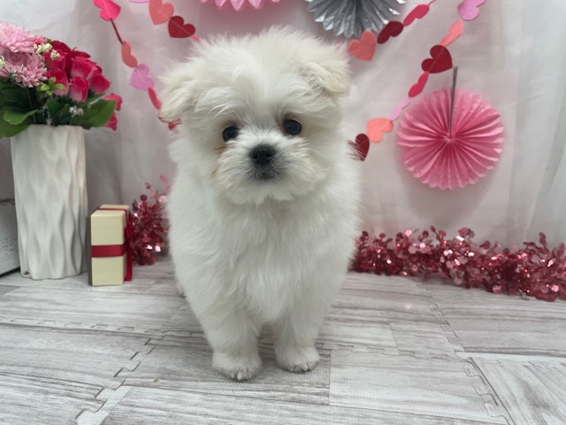 岐阜県のハーフ犬 (ペッツワン関店/2024年1月3日生まれ/男の子/ホワイト)の子犬