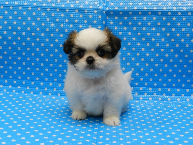静岡県のハーフ犬 (ペッツワン御殿場店/2024年1月3日生まれ/男の子/ホワイトゴールド)の子犬