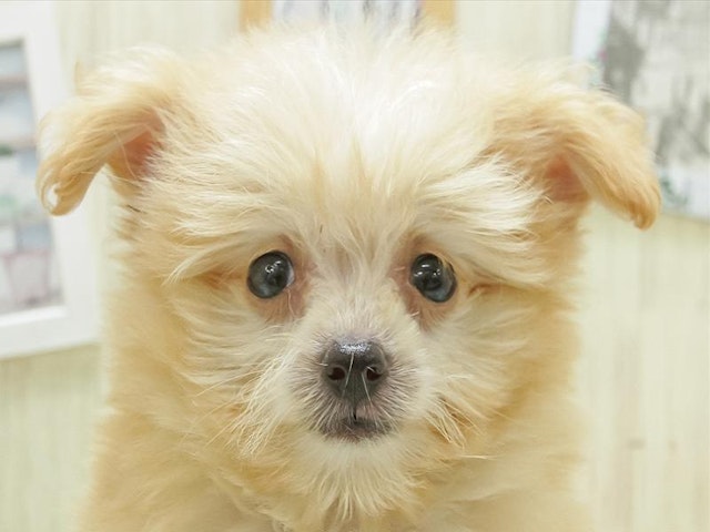 愛知県のハーフ犬 (ペッツワン小牧店/2024年1月25日生まれ/女の子/アプリコット)の子犬
