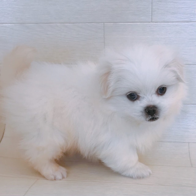茨城県のハーフ犬 (ペッツワン龍ヶ崎店/2024年1月5日生まれ/男の子/ホワイト)の子犬
