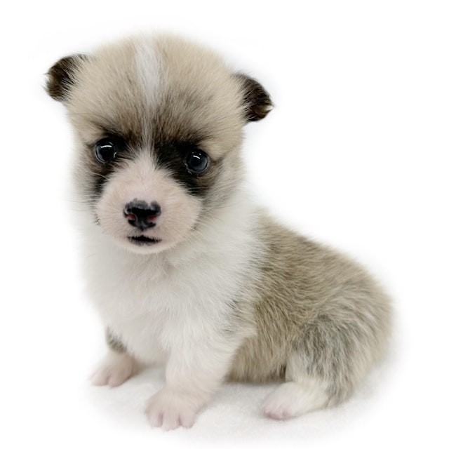 神奈川県のウェルシュコーギーペンブローク (ペッツワン城山店/2024年1月28日生まれ/女の子/レッド)の子犬