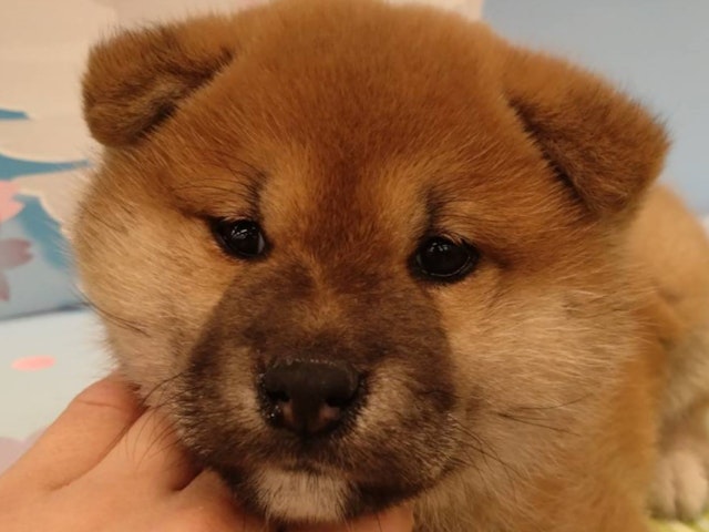 千葉県の柴犬(標準サイズ) (ペッツワン佐倉店/2024年1月28日生まれ/女の子/赤)の子犬