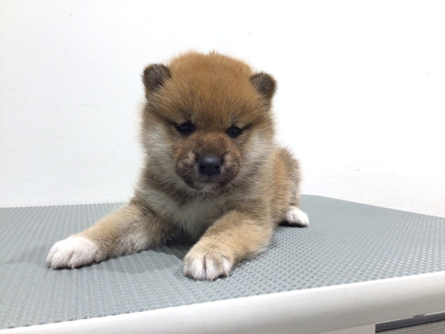 茨城県の柴犬(標準サイズ) (ペッツワン高萩店/2024年1月30日生まれ/男の子/赤)の子犬