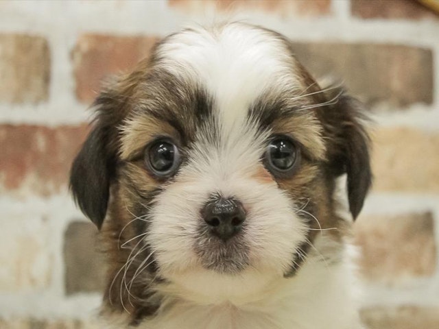 愛知県のハーフ犬 (ペッツワン小牧店/2023年11月11日生まれ/男の子/ゴールドホワイト)の子犬