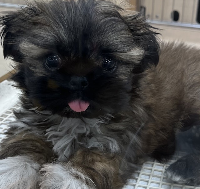 千葉県のハーフ犬 (ペッツワン佐倉店/2024年1月20日生まれ/女の子/ブラウンホワイト)の子犬