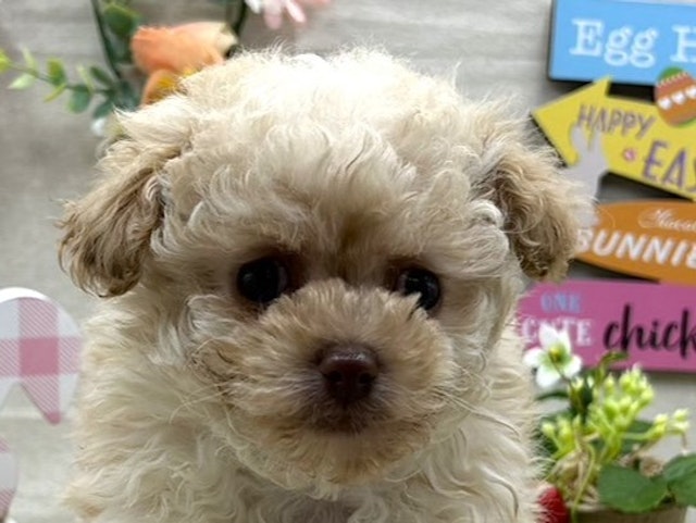 埼玉県のハーフ犬 (ペッツワン北本店/2024年1月26日生まれ/女の子/クリーム)の子犬