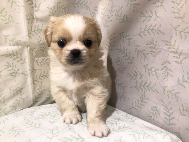 茨城県のハーフ犬 (ペッツワン高萩店/2024年2月4日生まれ/女の子/フォーンホワイト)の子犬