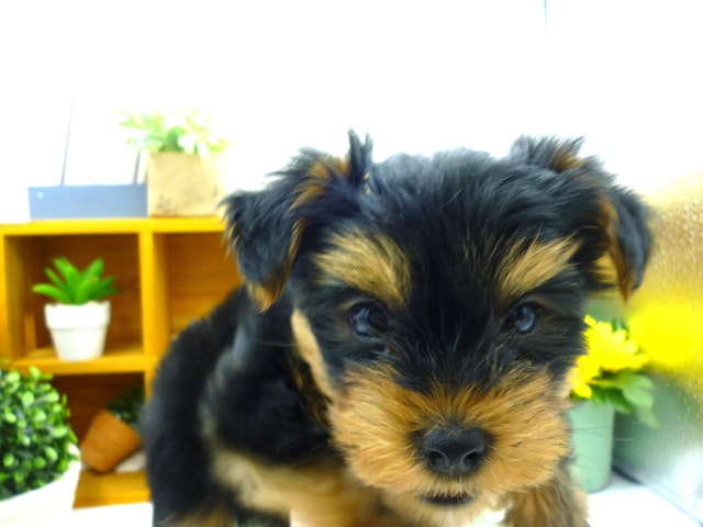 静岡県のヨークシャーテリア (ペッツワン清水店/2024年2月2日生まれ/男の子/スチールブルータン)の子犬
