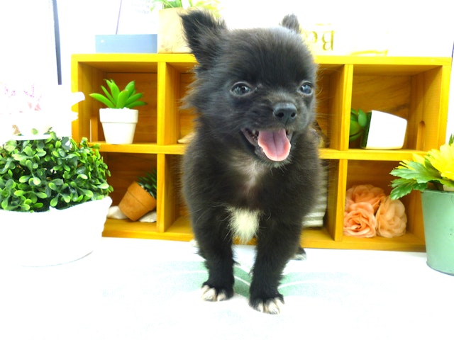 静岡県のハーフ犬 (ペッツワン清水店/2024年2月3日生まれ/女の子/ブラックホワイト)の子犬
