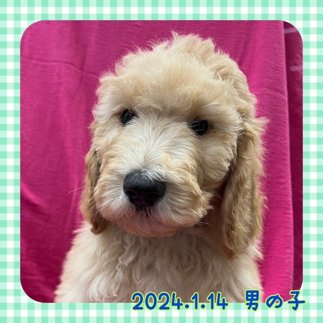 神奈川県のスタンダードプードル (ペッツワンりんかんモール店/2024年1月14日生まれ/男の子/アプリコット)の子犬