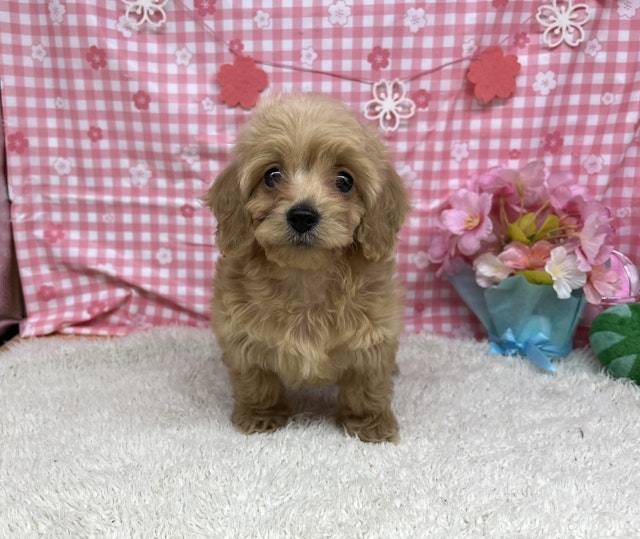 福島県のハーフ犬 (ペッツワン会津若松店/2024年2月16日生まれ/女の子/クリーム)の子犬