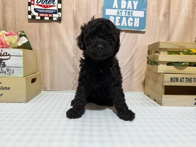 静岡県のハーフ犬 (ペッツワン浜松市野店/2024年2月16日生まれ/男の子/ブラック)の子犬