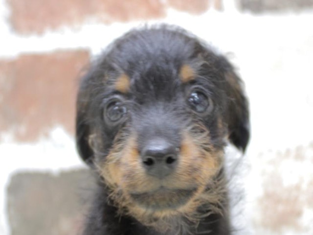 2024年2月14日生まれのハーフ犬の1枚目の写真